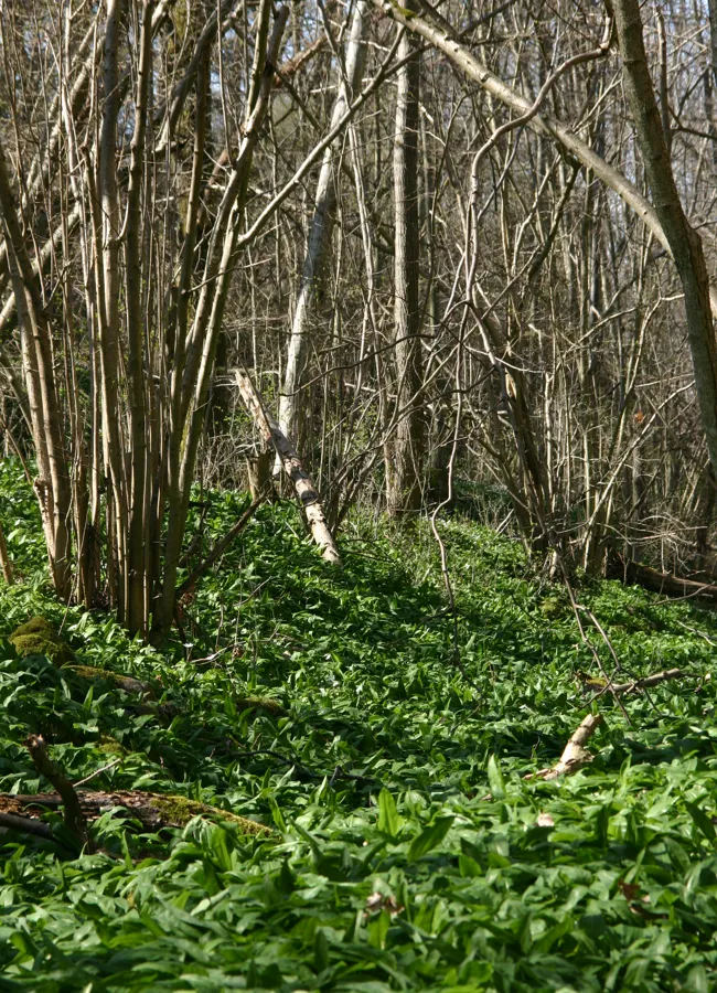 Foto: Johan Rova Obs! I Girabäcken är det inte tillåtet att plocka ramslök